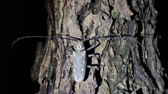 Batocera lineolata