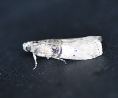 Tlascala reductella