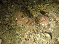 Mesacmaea mitchelli