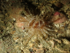 Mesacmaea mitchelli