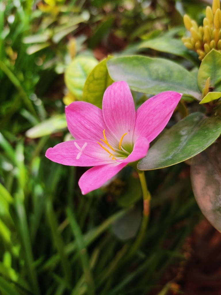 Zephyranthes carinata