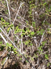 Lippia micromera