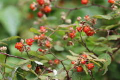 Rubus incanus