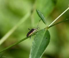 Plapigus circumcinctus