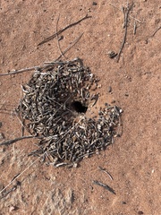 Myrmecocystus mexicanus