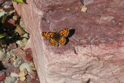 Rockslide Checkerspot photo 3