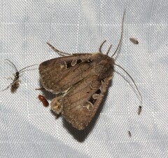 Euxoa tessellata