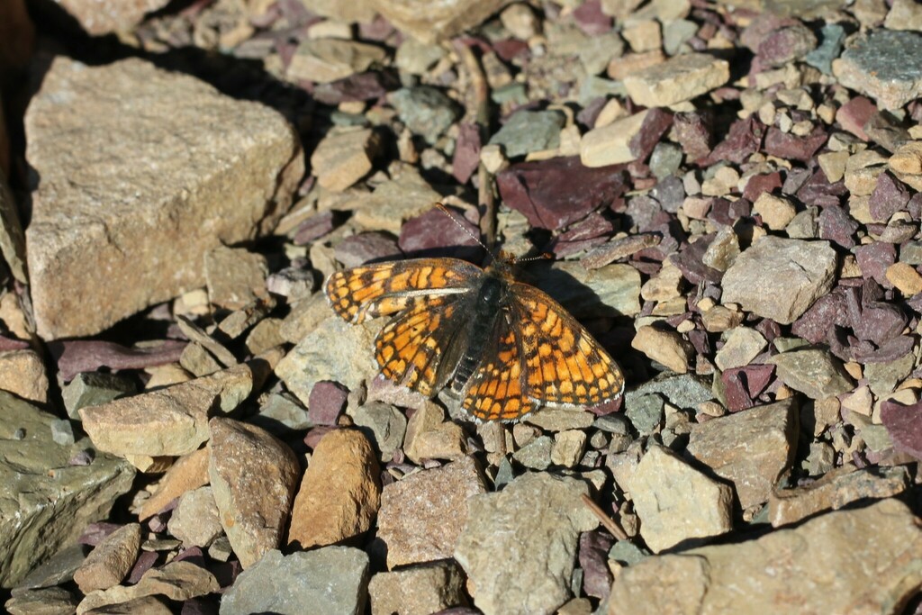 Rockslide Checkerspot
