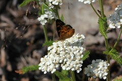 Phyciodes batesii