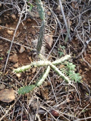 Opuntia repens