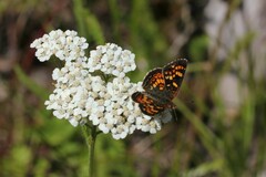 Phyciodes batesii