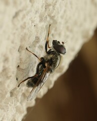 Cheilosia caerulescens