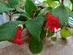 Kohleria inaequalis