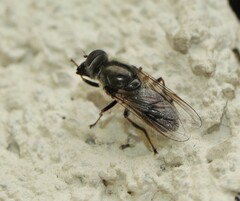 Cheilosia caerulescens