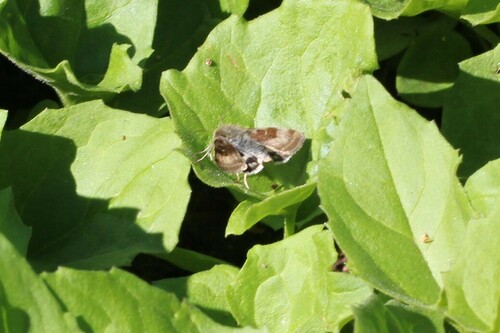 Oregon Gem Moth photo 3
