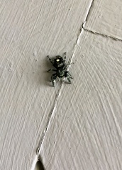 Phidippus audax