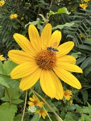 Coelioxys modestus