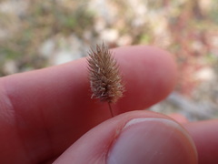Phleum exaratum