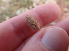Phleum exaratum