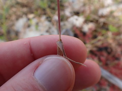 Phleum exaratum