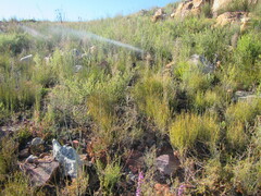 Prismatocarpus lycioides