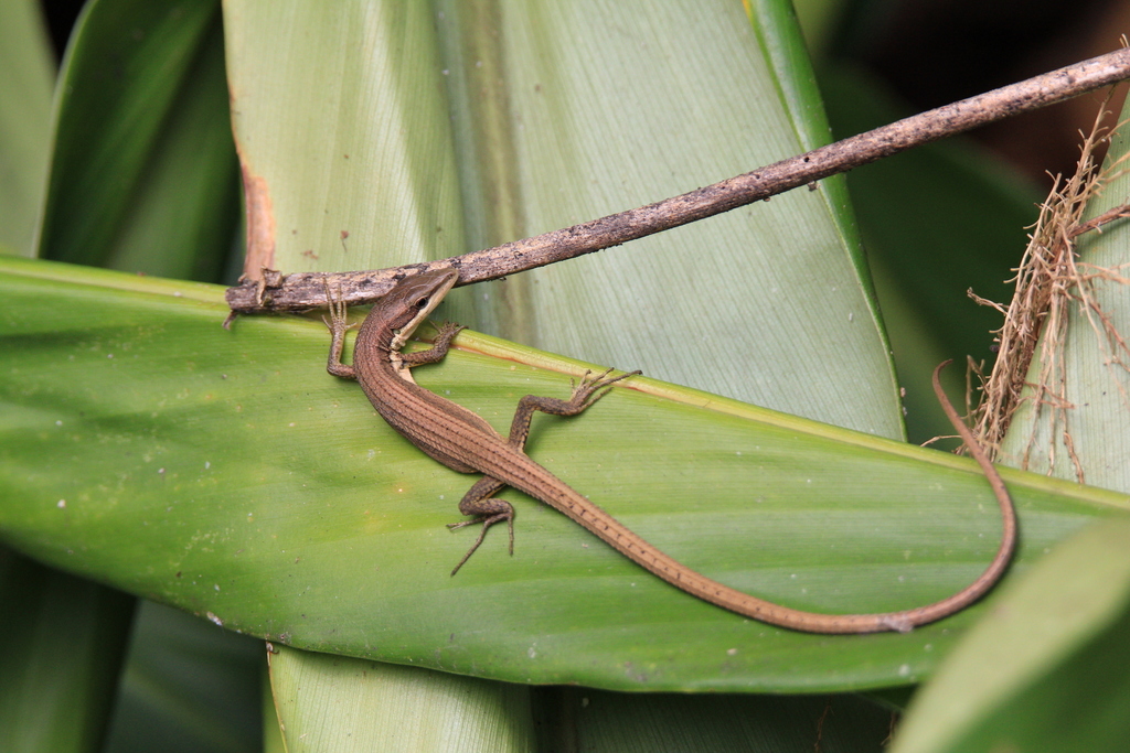 Kuhne's Grass Lizard