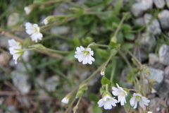 Cerastium nigrescens arcticum
