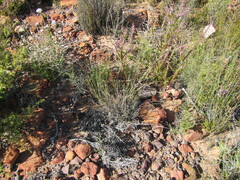 Ehrharta setacea setacea