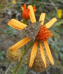 Pyrausta aerealis