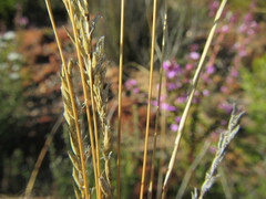 Ehrharta setacea setacea