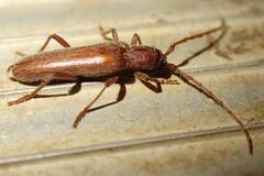 Aneflomorpha lineare