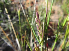 Ehrharta setacea setacea