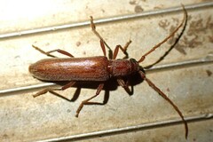 Aneflomorpha lineare