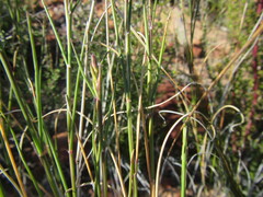 Ehrharta setacea setacea