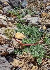 Cymopterus nivalis