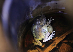Kurixalus eiffingeri