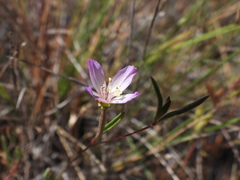 Clarkia franciscana