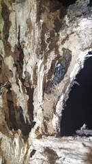 Aegosoma sinicum sinicum