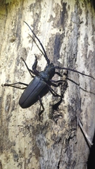 Aegosoma sinicum sinicum