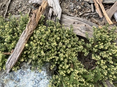 Galium serpenticum