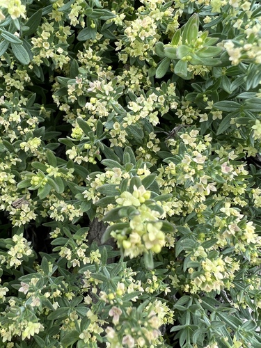 Image of Galium serpenticum by no rights reserved