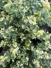 Galium serpenticum