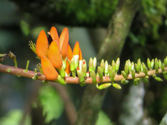 Erythrina edulis