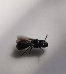 Ceratina cucurbitina