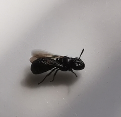 Ceratina cucurbitina