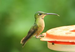 Fawn-Breasted Brilliant photo 4