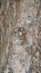 Desisa subfasciata