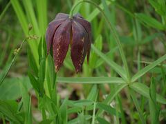 Fritillaria maximowiczii