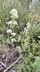 Galium humifusum