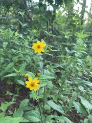 Wedelia acapulcensis